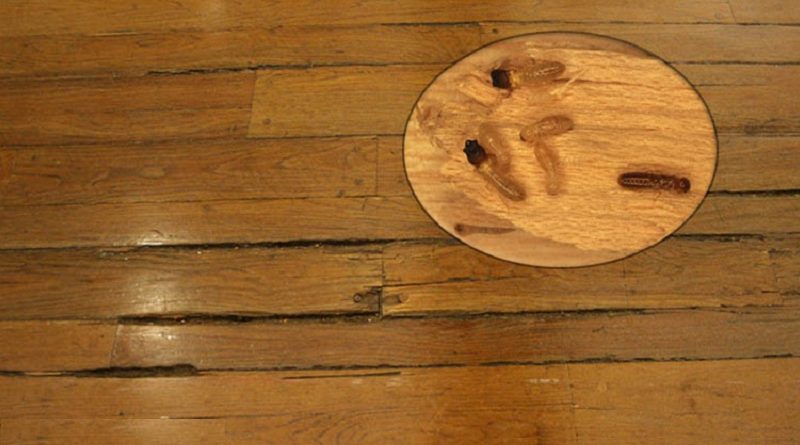 Cách phòng chống và xử lí mối mọt cho sàn gỗ
